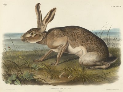 テキシアンヘア、1848年（織り紙に手描きのリトグラフ） 作： John T. Bowen