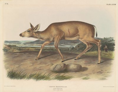オグロジカ 作： John T. Bowen, after John James Audubon