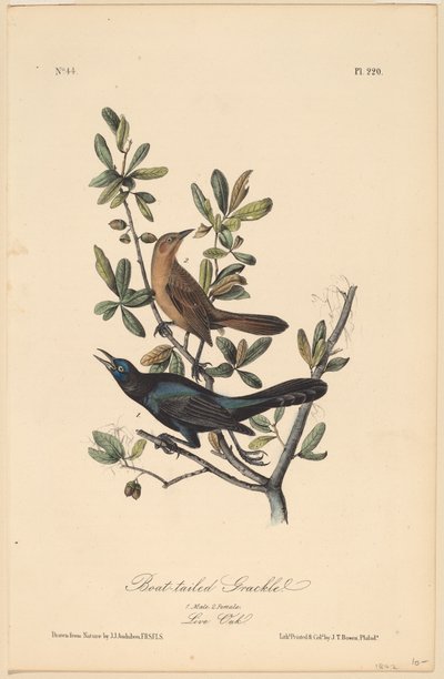 ボートテイルグラス 作： John T. Bowen, after John James Audubon