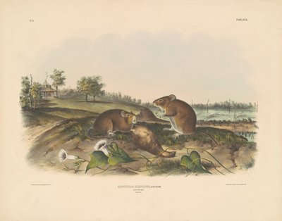 コットンラット 作： John T. Bowen, after John James Audubon