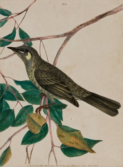「ニューホランドの鳥とその自然史」の黄色い耳のハニーサッカー（Meliphaga chrysotis）プレート5 作： John William Lewin