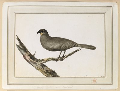 1777年2月12日から25日にかけて、キャプテン・クックの第3回航海でニュージーランドを訪れた際に描かれたワトル鳥の絵。 作： John Webber