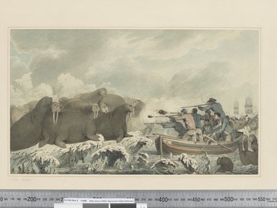 F.32 《海の馬》 1773-84年頃 （水彩画 作： John Webber