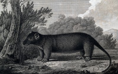 Opossum, kaiverrus John Webberin (1750-1793) piirustuksen jälkeen tehty James Cookin kolmannen matkan aikana 作： John Webber