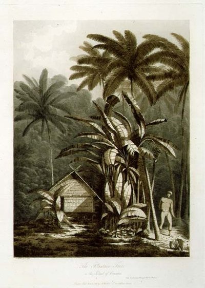 クラカトア島のオオバコの木、『南洋の展望』より。1788年（銅版画） 作： John Webber