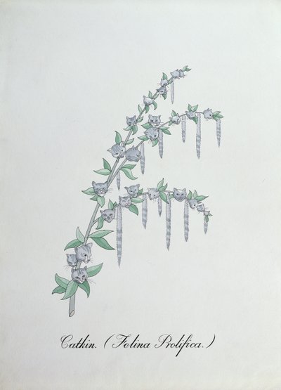 Catkin (Felina Prolifica.)、John Weir 作「The Bogus Book of Botany」の挿絵 作： John Weir