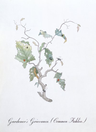 庭師の不満 (Common Fahlia)、John Weir 作「The Bogus Book of Botany」の挿絵 作： John Weir