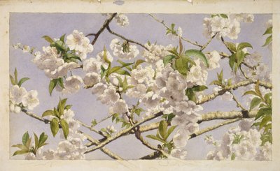Apple Blossoms、c.1874（紙にトイレ） 作： John William Hill