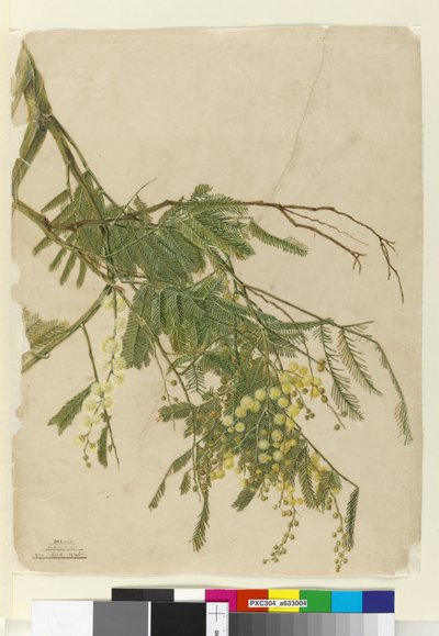 アカシア、1805年（WC、ペン、インク、鉛筆） 作： John William Lewin