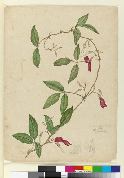 Kennedia rubicunda、1803年6月6日（WC、ペン、インク、鉛筆） 作： John William Lewin