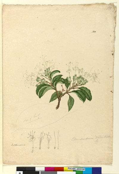 100ページ。Clerodendrum tomentosum、c.1803-06（トイレ、ペン、インク、鉛筆） 作： John William Lewin