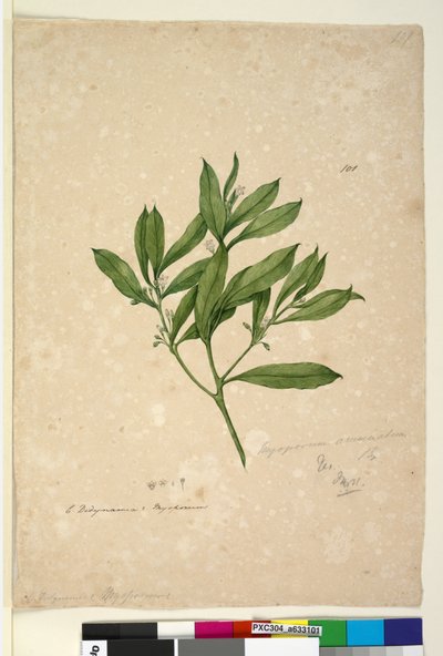 ページ101. Myoporum acuminatum、c.1803-06（トイレ、ペン、インク、鉛筆） 作： John William Lewin