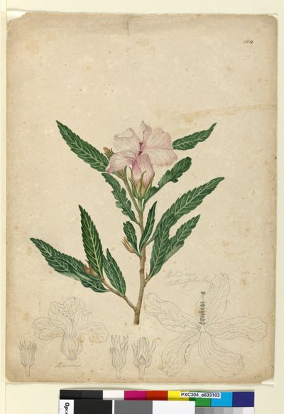 104ページ。Hibiscusheterophyllus、c.1803-06（WC、ペン、インク、鉛筆） 作： John William Lewin