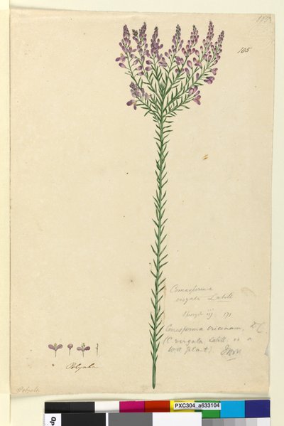 ページ105. Comesperma ericinum、c.1803-06（WC、ペン、インク、鉛筆） 作： John William Lewin