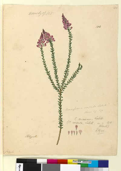 ページ106. Comesperma ericinum、c.1803-06（トイレ、ペン、インク、鉛筆） 作： John William Lewin