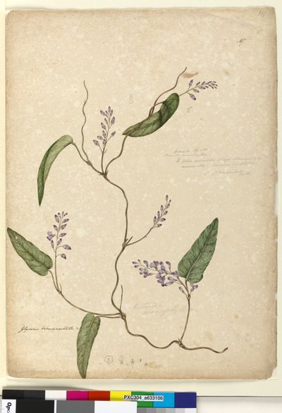 ページ107. Glycine bimaculataGlycine tabacina？、c.1803-06（wc、ペン、インク、鉛筆） 作： John William Lewin