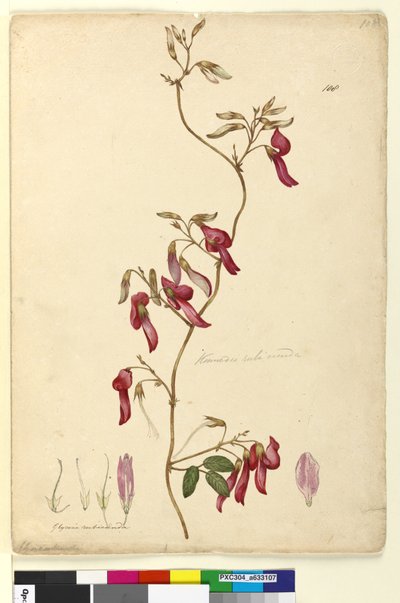 108ページ。Kennediarubicunda、c.1803-06（wc、ペン、インク、鉛筆） 作： John William Lewin