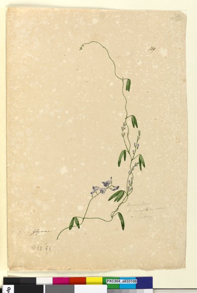 ページ109. Kennedia comptonianaHardenbergia comptoniana、c.1803-06（wc、ペン、インク、鉛筆） 作： John William Lewin