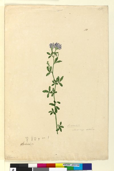 ページ110. Medicago sativa、c.1803-06（トイレ、ペン、インク、鉛筆） 作： John William Lewin