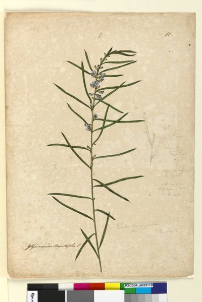 111. Hovea longifolia、c.1803-06（wc、ペン、インク、鉛筆） 作： John William Lewin
