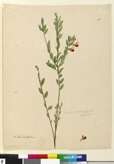 113. Bossiaea heterophylla、c.1803-06（wc、ペン、インク、鉛筆） 作： John William Lewin
