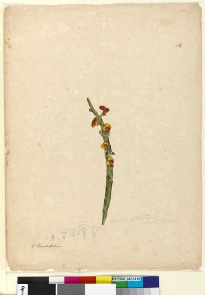 114ページBossiaea scolopendria、c.1803-06（WC、ペン、インク、鉛筆） 作： John William Lewin