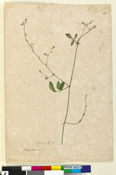 115. Hedysarum、1803-06年頃（トイレ、ペン、インク、鉛筆） 作： John William Lewin