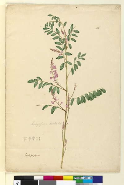 ページ116. Indigofera australis、c.1803-06（WC、ペン、インク、鉛筆） 作： John William Lewin