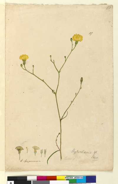 ページ117. Hypochaeris、c.1803-06（トイレ、ペン、インク、鉛筆） 作： John William Lewin