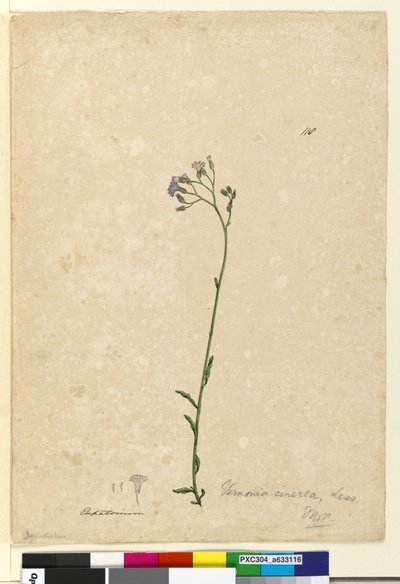 118ページ。Vernoniacinerea、c.1803-06（WC、ペン、インク、鉛筆） 作： John William Lewin