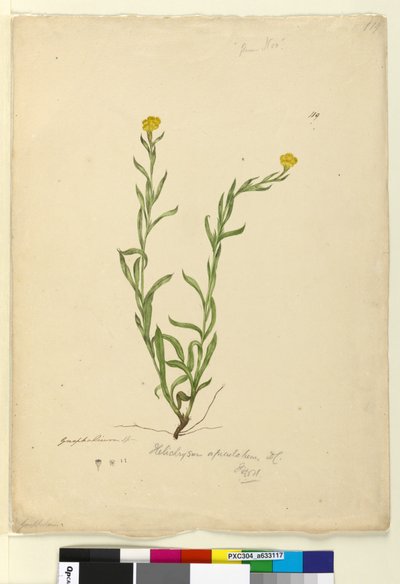 119. Helichrysum apiculatumChrysocephalum apiculatum、c.1803-06（WC、ペン、インク、鉛筆） 作： John William Lewin