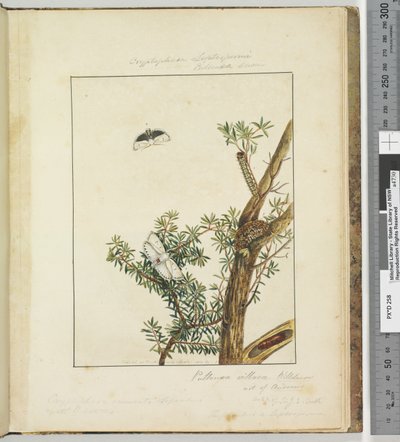 ページ11.プレート3 Cryptophasa Septosfermi Pultenae Lewin、1803-04（手塗りのエッチングプリント） 作： John William Lewin
