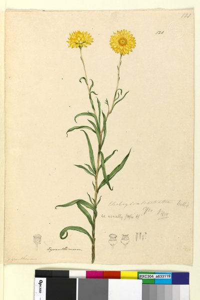 ページ121. Elichrysum bracteatum、c.1803-06（トイレ、ペン、インク、鉛筆） 作： John William Lewin