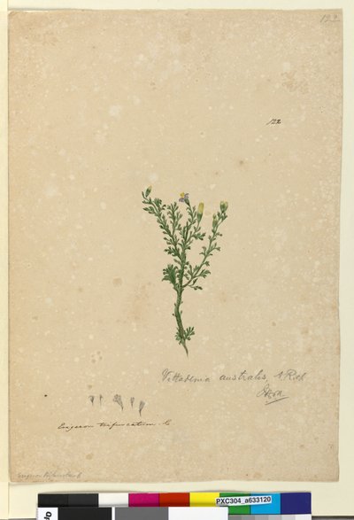 122ページ。Vittadiniaaustralis、c.1803-06（wc、ペン、インク、鉛筆） 作： John William Lewin