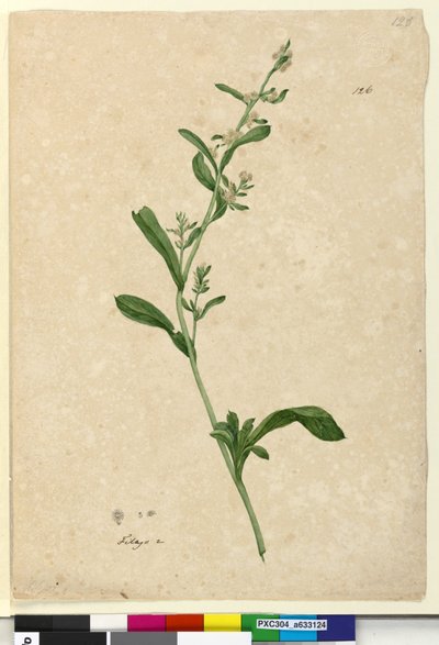 ページ126. Filago、c.1803-06（WC、ペン、インク、鉛筆） 作： John William Lewin