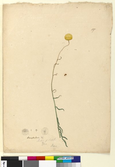 ページ127. Craspedia、c.1803-06（トイレ、ペン、インク、鉛筆） 作： John William Lewin