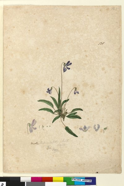 128ページ。Violabetonicifolia、c.1803-06（wc、ペン、インク、鉛筆） 作： John William Lewin