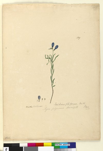 ページ129. Ionidium filiforme、c.1803-06（wc、ペン、インク、鉛筆） 作： John William Lewin