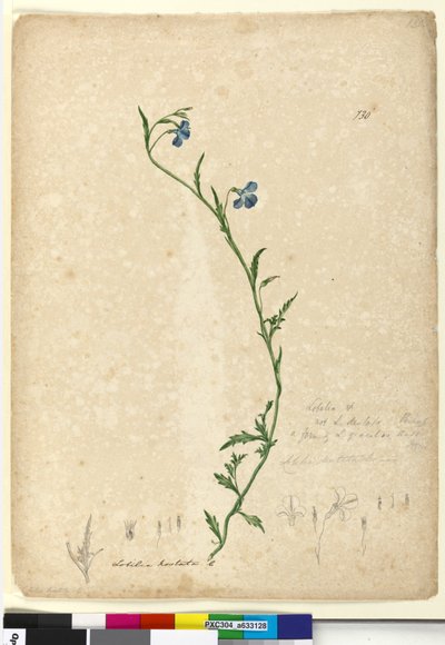 ページ130. Lobelia hostataLobelia gracilis、c.1803-06（WC、ペン、インク、鉛筆） 作： John William Lewin