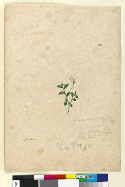 131. Lobelia purpurascens、c.1803-06（トイレ、ペン、インク、鉛筆） 作： John William Lewin