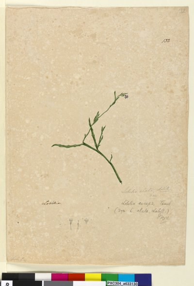 132.ロベリアアラタ、1803年6月頃（トイレ、ペン、インク、鉛筆） 作： John William Lewin