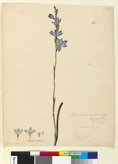 ページ133. Thelymitra ixioides、c.1803-06（WC、ペン、インク、鉛筆） 作： John William Lewin