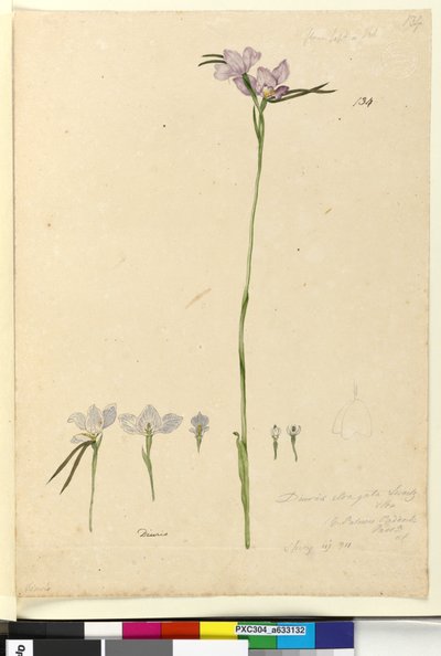 ページ134. Diuris elongata、c.1803-06（トイレ、ペン、インク、鉛筆） 作： John William Lewin