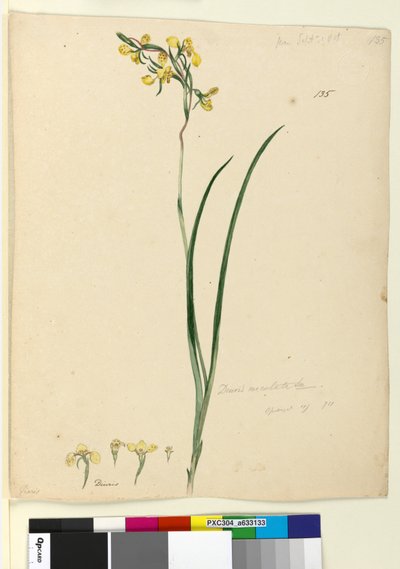 ページ135. Diuris maculata、c.1803-06（トイレ、ペン、インク、鉛筆） 作： John William Lewin