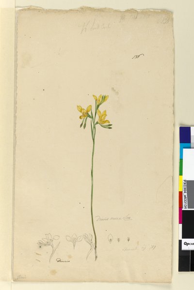 ページ136. Diuris aurea、c.1803-06（wc、ペン、インク、鉛筆） 作： John William Lewin