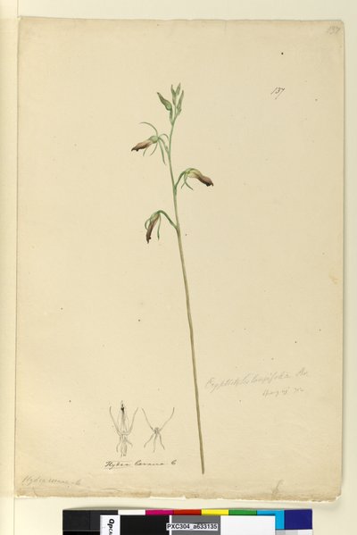 137ページ。Cryptostylislongifolia、c.1803-06（WC、ペン、インク、鉛筆） 作： John William Lewin