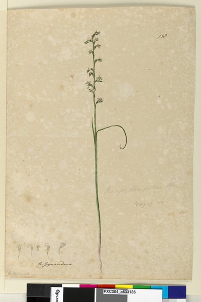 138. Prasophyllum patens、1803-06年頃（トイレ、ペン、インク、鉛筆） 作： John William Lewin
