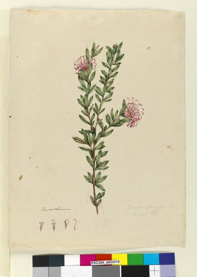 Page 13. Grevillea punicea、c.1803-06（WC、ペン、インク、鉛筆） 作： John William Lewin
