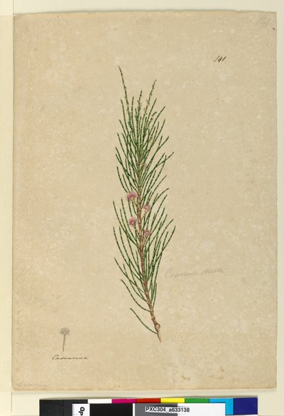 141ページ。CasuarinastrictaAllocasuarina verticillata、c.1803-06（wc、ペン、インク、鉛筆） 作： John William Lewin