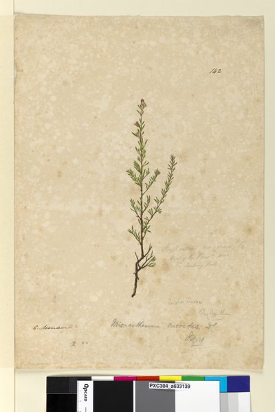 142ページ。フィランサス・リブラリス、1803-06年（トイレ、ペン、インク、鉛筆） 作： John William Lewin